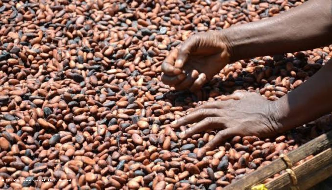 Côte d’Ivoire : la rentrée scolaire s'annonce difficile pour les planteurs de cacao