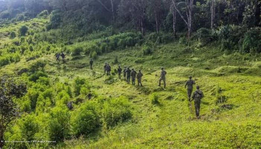 Nord-Kivu : les activistes de l'environnement, une nouvelle proie pour les rebelles ?