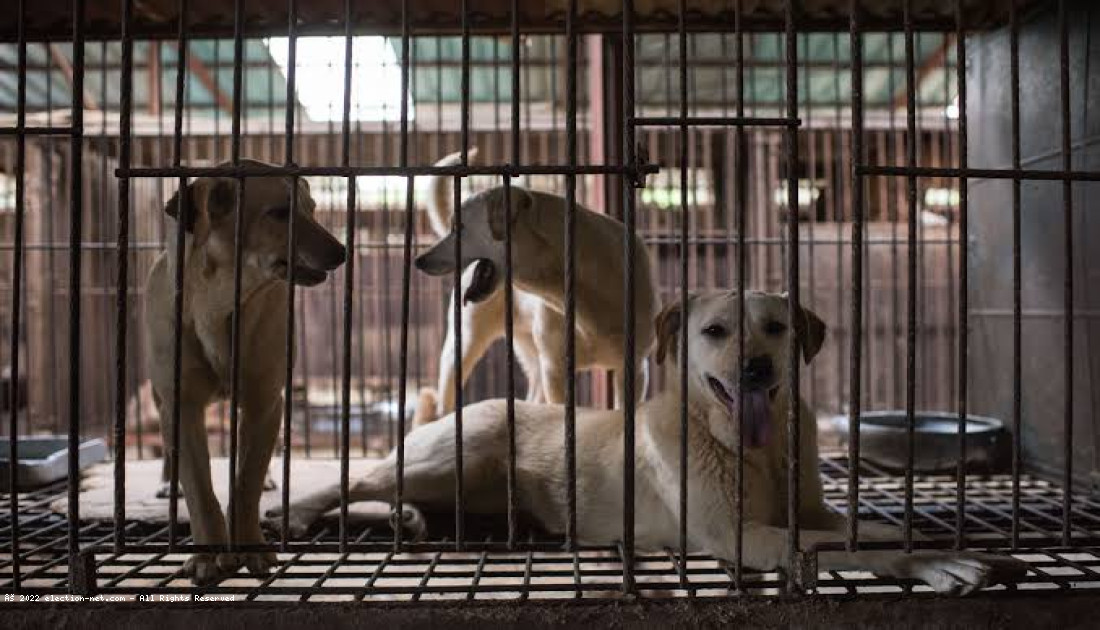Corée du Sud : l’interdiction à venir de la consommation de viande de chien provoque la colère des éleveurs