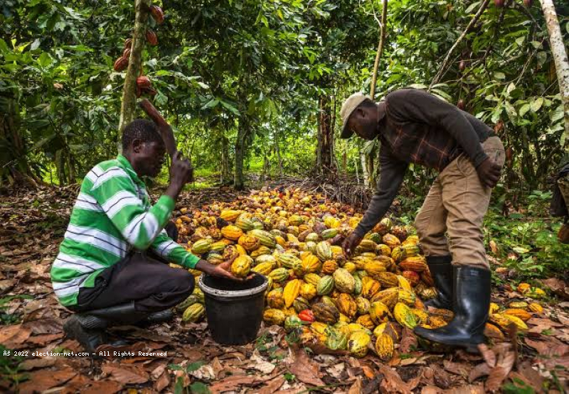 La tonne de cacao coûte désormais plus chère qu’une tonne de cuivre