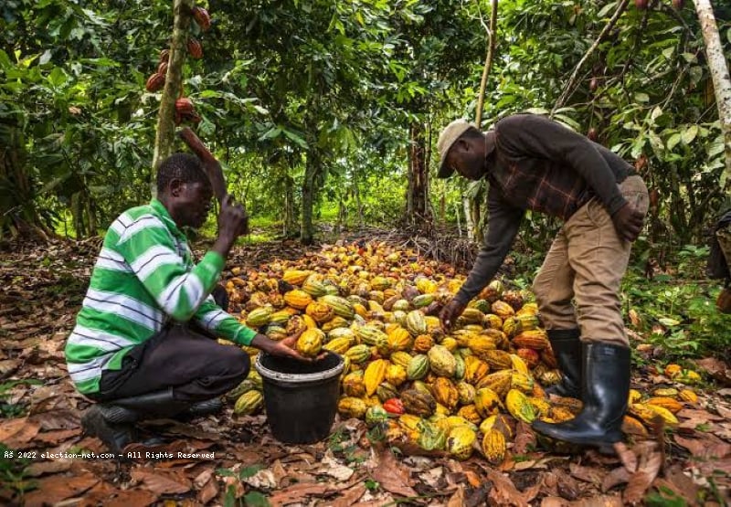 Cacao : adhésion à l'ICCO, opportunité historique de la révolution agricole pour la RDC