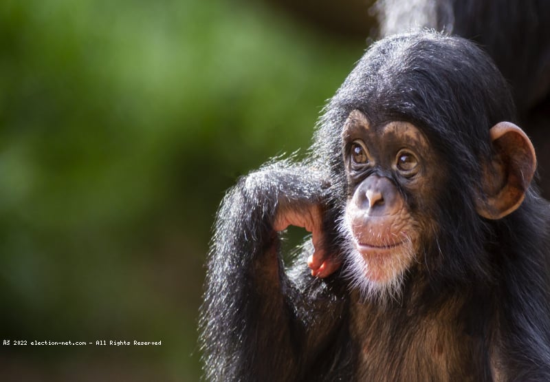Goma : 15 primates saisis à l’Aéroport