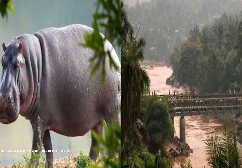 Kasaï : Les hippopotames sèment une panique généralisée à Kadiembua