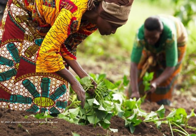 RDC : Lancement d'un programme pour insérer plus de jeunes dans l'agriculture