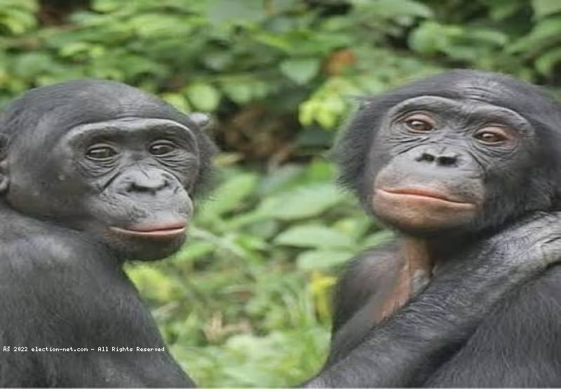 RDC : 14 Février, le Bonobo à l'honneur