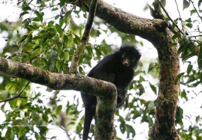 Biodiversité : découverte d'une nouvelle espèce de singe en RDC