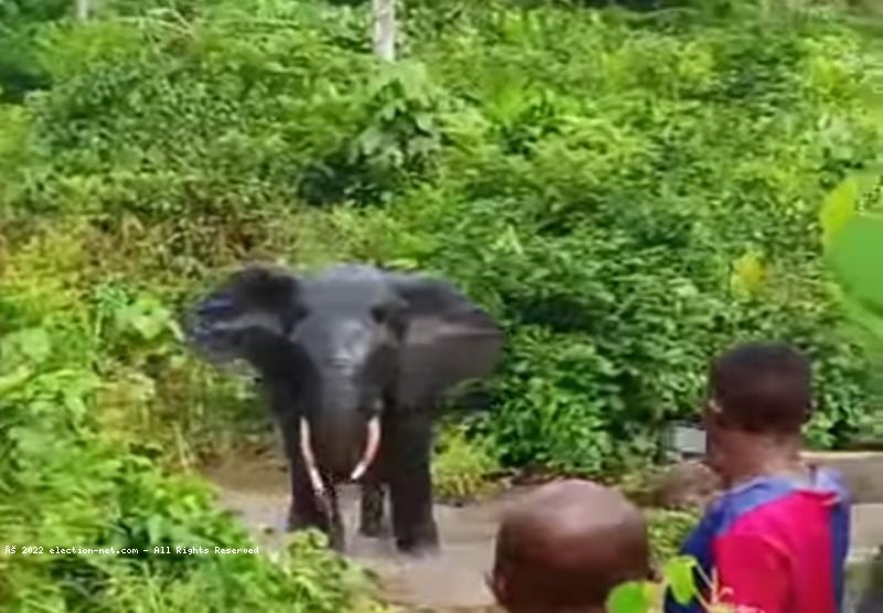 Kasaï-Central : deux jeunes tués par un éléphant en divagation à Kazumba
