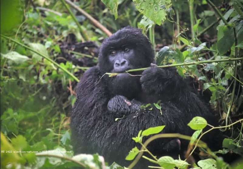 Nord-Kivu : nouvelle naissance d'un bébé gorille dans le PNVi, la famille Humba s'agrandit