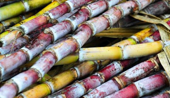 RDC : la situation de la sucrière de Kwilu Ngongo attire l'attention de Tshisekedi