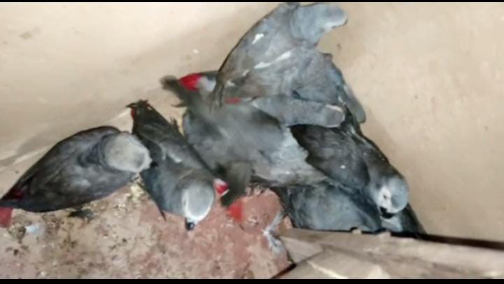 Maniema : deux trafiquants des perroquets gris arrêtés à Bikenge